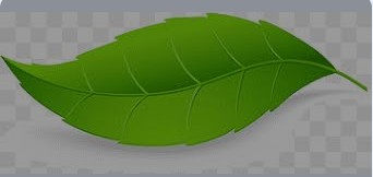 BIG LEAF 1